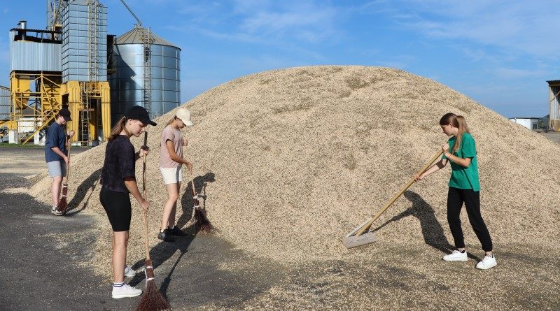 Студотряды помогают сохранить урожай сельхозпредприятиям Докшицкого района